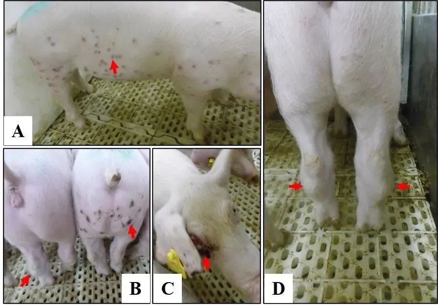 要闻：基因I型非洲猪瘟病毒入侵我国，青岛立见助力精准诊断